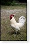Gallus gallus domesticus Kip landbouw veeteelt industrie vee polder agrarisch agricultuur milieu klimaat stikstof co2 bio ecologisch biologisch natura2000 planetproof natura 2000 veehouderij